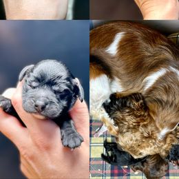 Cockapoo puppies from Rocky Road Puppies