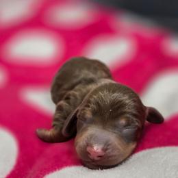 Cocoa - Chocolate female Dachshund puppy in Tucson, Arizona from Sweet as Honey Weenies