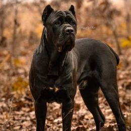 Rogue - Cane Corso
