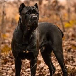Rogue - Cane Corso