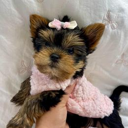 Princess Luna - Black and gold female Yorkshire Terrier puppy in Seattle, Washington from 🎀 Yorkies Boutique Babydolls 🎀