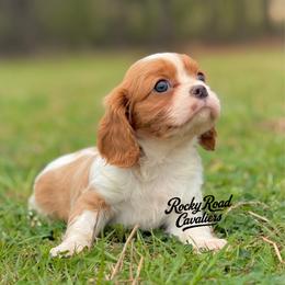 Amy - Blenheim female Cavalier King Charles Spaniel puppy in Nashville, Arkansas from Rocky Road Puppies