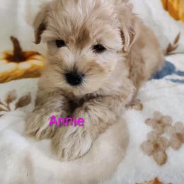 Annie - Wheaten female Miniature Schnauzer puppy in Diana, Texas from Happy Pawz Schnauzers