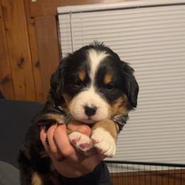 White - Black rust and white female Bernese Mountain Dog puppy in North Grove, Indiana from J&F Country Canines