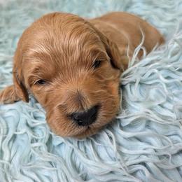 Oak - Apricot male Goldendoodle puppy in Gunnison, Utah from Curls and Camo Pups