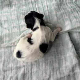 Berry (girl 2) - Black tan and white female Biewer Terrier puppy in Las Cruces, New Mexico from De La Rosa Biewers