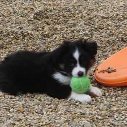 Girl 4 - Blue merle Miniature American Shepherd puppy in Tiskilwa, Illinois from First Harmony Farms