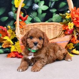 Rascal - Red male Cavapoo puppy in Woodridge, New York from Woodland poodles and Cavapoos