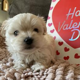Lulu - White female Morkie puppy in Taylorsville, North Carolina from Mountain Top Hot Tailz
