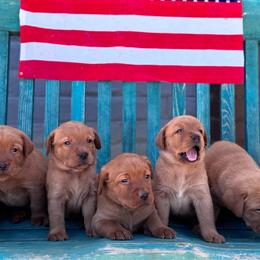 Elsa - Yellow female Labrador Retriever puppy in Carlsbad, New Mexico from ECMO Farm Dalmatians & Labrador Retrievers