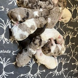 Goldendoodle and Poodle Puppies from Victoria’s Designer Doodles