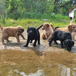 Goldendoodle Puppies from Renegade Retrievers of the North
