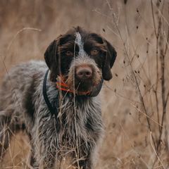 Brigs - German Wirehaired Pointer