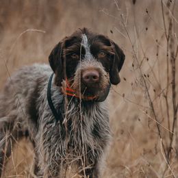 Brigs - German Wirehaired Pointer