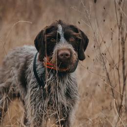 Brigs - German Wirehaired Pointer