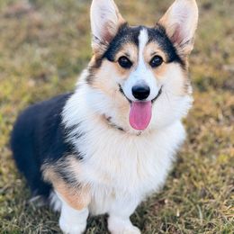 Izzie - Pembroke Welsh Corgi