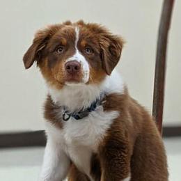 Australian Shepherds from The Ghost Eyed Ones