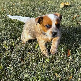 Australian Cattle Dog Puppies from Christensen Heelers
