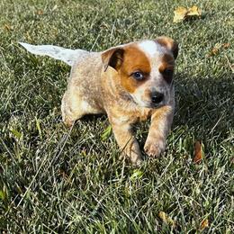 Australian Cattle Dog Puppies from Christensen Heelers