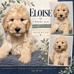 Cecilia - Apricot female Goldendoodle puppy in Macclenny, Florida from Baker County Goldendoodles