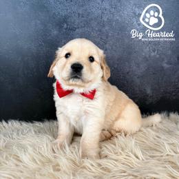 Espresso - White male Companion Cross puppy in Utah County, Utah from Big Hearted Breeders