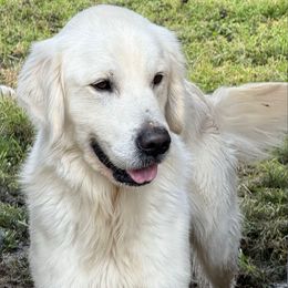 Boomer - Golden Retriever