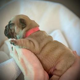 Pink (Coco) - Fawn female French Bulldog puppy in Rochester, Washington from Frenchie Bulldog Kisses