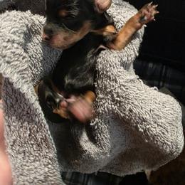 Yorkipoo and Yorkshire Terrier Puppies from Sonshine Yorkies
