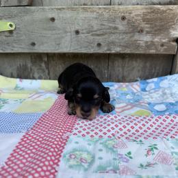 Diesel - Black and cream male Dachshund puppy in Squires, Missouri from Hudson’s Hounds