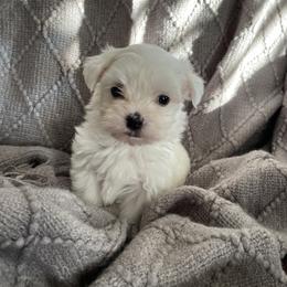Maltese Puppies from TCBs Glowing Maltese