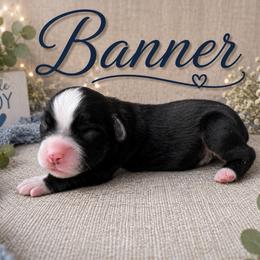 Banner - Black tri male Miniature Australian Shepherd puppy in Idalou, Texas from Lonesome Pine Mini Aussies