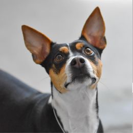 Rat Terriers from Tehama Terriers