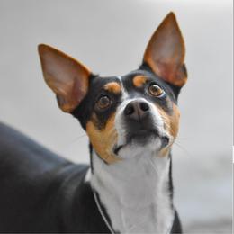 Rat Terriers from Tehama Terriers