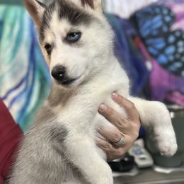 Siberian Husky Puppies from McDonald's Homegrown Huskies
