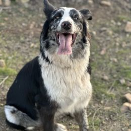 Stella - Australian Shepherd