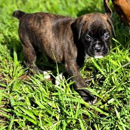 Mollie - Brindle female Boxer puppy in Howey In The Hills, Florida from Bayla Belle & Blossom's Boxers