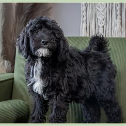 Delacroix - Black and white female Bernedoodle puppy in Connersville, Indiana from Deaz Doodle Ranch