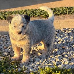 Red Collar - Blue speckled female Australian Cattle Dog puppy in Nevada, Missouri from Back Road Dog Company, LLC