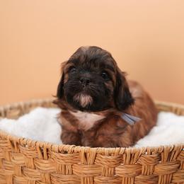 Dopey (Blue Collar) - Red male Shihpoo puppy in Las Vegas, Nevada from Plush Toy Poodle Puppies & Pals