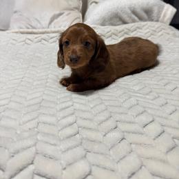 Scarlett - Dapple female Dachshund puppy in Camdenton, Missouri from Camden Line Dachshunds