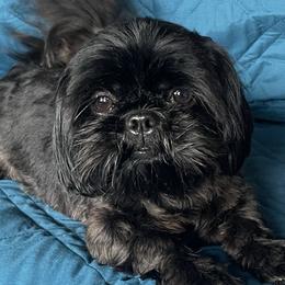 Raven - Shih Tzu