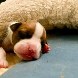 Boxer Puppies from Meraki Boxers