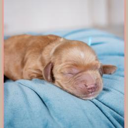 Michael - Red male Cockapoo puppy in Connersville, Indiana from Deaz Doodle Ranch