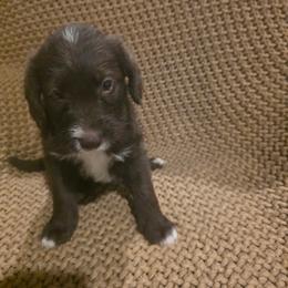 Tippy white tip forehead  girl 4 - Chocolate female Labradoodle puppy in Churchill County Fallon, Nevada from Card Family Ranch