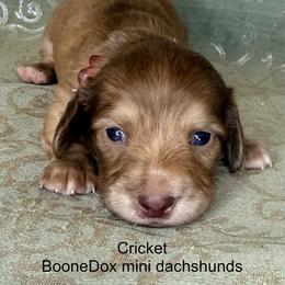 Cricket - Brindle female Dachshund puppy in Lexington, Oklahoma from BooneDox Miniature Dachshunds