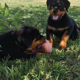 Rottweiler Puppies from Irish Eyes Kennels