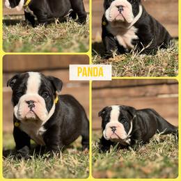 Panda - Brindle female Bulldog puppy in Quinlan, Texas from Wright Way Retrievers
