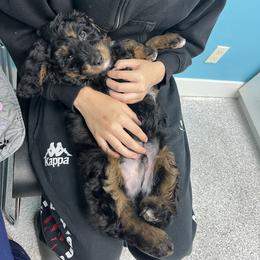 Aussiedoodle, Companion Cross, Poodle, and Yorkipoo Puppies from Teakwoodpoodleofsocal