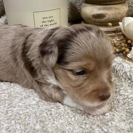 Jasmine - Red merle female Aussiedoodle puppy in Arrington, Tennessee from Tumblin T Aussies and Aussiedoodles