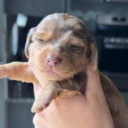 (1) Shaded Red Dapple Longhair Male - Dapple male Dachshund puppy in El Paso, Texas from IVK9's Dachshunds